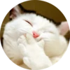 Cats Cats Cats 9