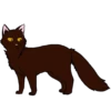 Коты воители от 14