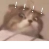 Animal mood 15