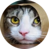 Cats Cats Cats 10