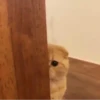 Animal mood 16