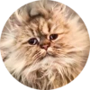 Cats Cats Cats 11