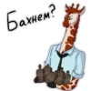 Girafe 7