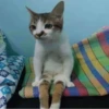Animal mood 17