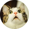 Cats Cats Cats 12