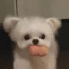 Animal mood 19