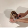 Animal mood 20