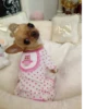 Animal mood 21