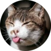 Cats Cats Cats 13