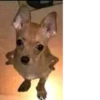 Animal mood 23