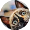 Cats Cats Cats 14