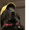 Animal mood 24