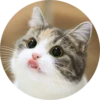Cats Cats Cats 15