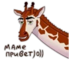 Girafe 16