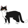 Коты воители от 22