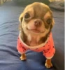 Animal mood 28