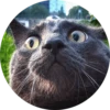 Cats Cats Cats 16