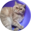 Cats Cats Cats 17
