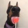 Animal mood 30