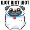 White Pug 5
