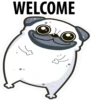 White Pug 7