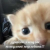 ВселеннаR котиков 6