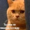 ВселеннаR котиков 7