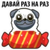 White Pug 8