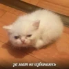 ВселеннаR котиков 8