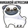 White Pug 10