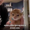 ВселеннаR котиков 10