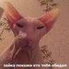 ВселеннаR котиков 13