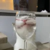 ВселеннаR котиков 14
