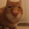 выпYкиваем котов 5