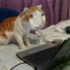 выпYкиваем котов 6
