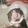 выпYкиваем котов 7