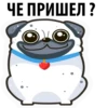 White Pug 11