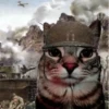 ВселеннаR котиков 19