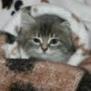 Котики (@i_Love_Akame) 11