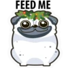White Pug 13