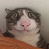 выпYкиваем котов 9