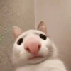 выпYкиваем котов 10