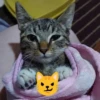 ВселеннаR котиков 22