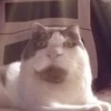 выпYкиваем котов 11