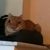 выпYкиваем котов 12