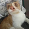 выпYкиваем котов 13