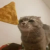 ВселеннаR котиков 24
