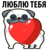 White Pug 17