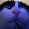 выпYкиваем котов 14