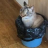 выпYкиваем котов 15
